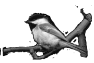 oiseau-35