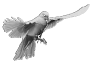 oiseau-36