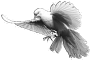 oiseau-37