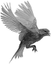 oiseau-39
