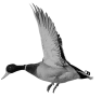 oiseau-40
