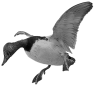 oiseau-41