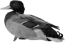 oiseau-42