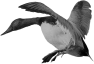 oiseau-43