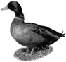 oiseau-44