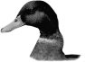 oiseau-45