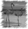 oiseau-46