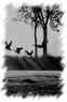 oiseau-48