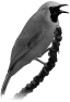 oiseau-49