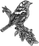 oiseau-5