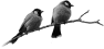 oiseau-51