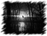 oiseau-52