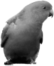 oiseau-54