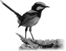 oiseau-55
