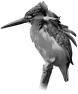 oiseau-56