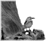 oiseau-57