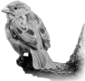 oiseau-58