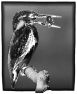 oiseau-6