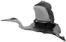 oiseau-60
