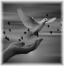 oiseau-61