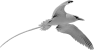 oiseau-64