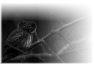 oiseau-66