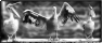 oiseau-7
