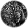 oiseau-81