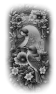 oiseau-89