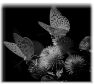 papillon-10
