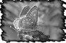 papillon-3
