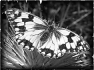 papillon-4