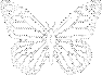 papillon-8