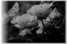 papillon-9