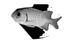 poisson-1