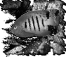 poisson-3