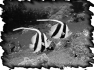 poisson-5