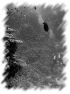 poisson-9