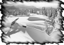 ski-7