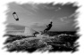 surf-7