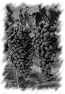 vigne-13