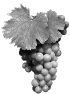 vigne-3