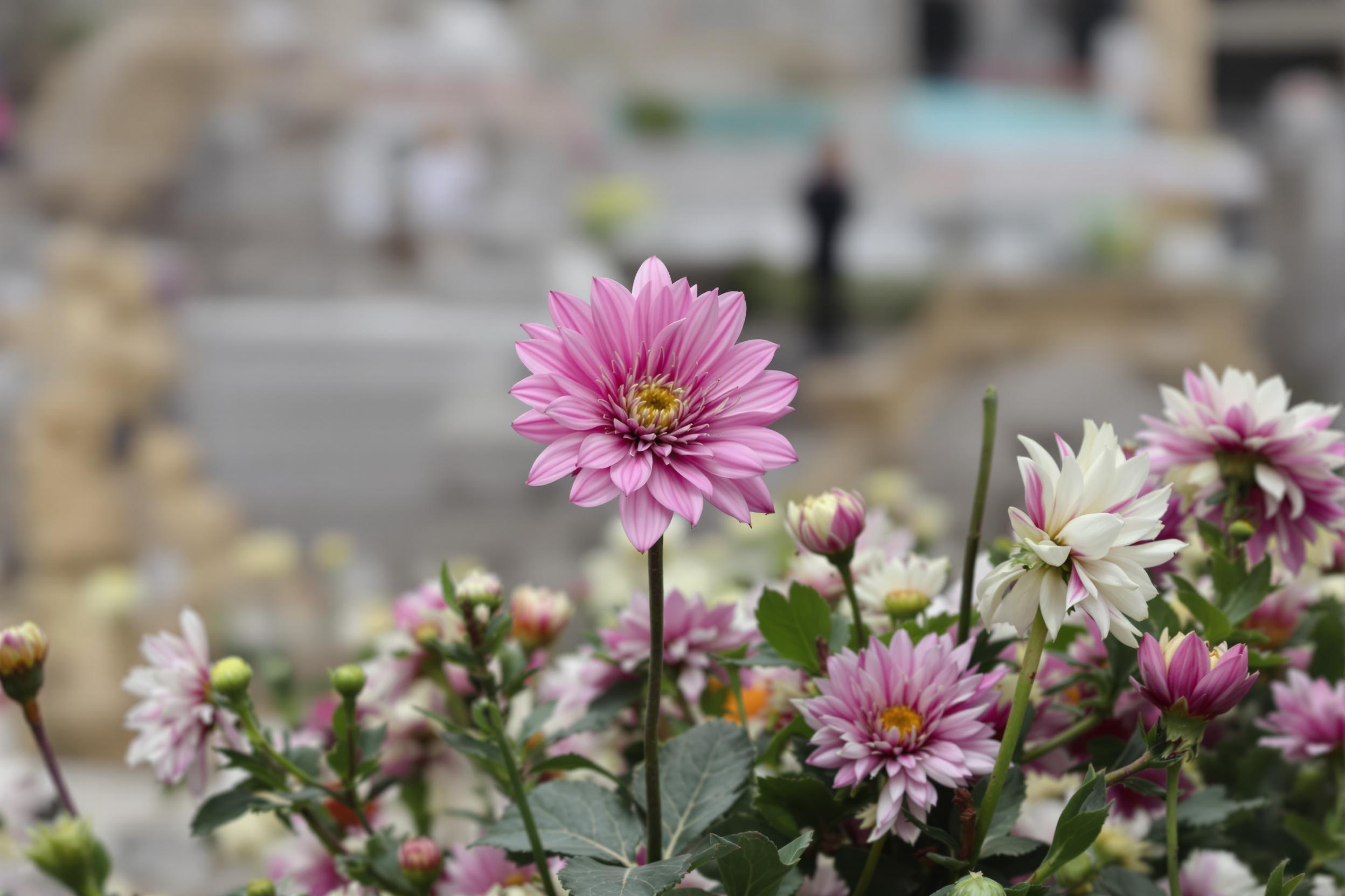 Quelles fleurs mettre sur une tombe le 1ᵉʳ novembre ? Guide Plaque Funéraire 2025