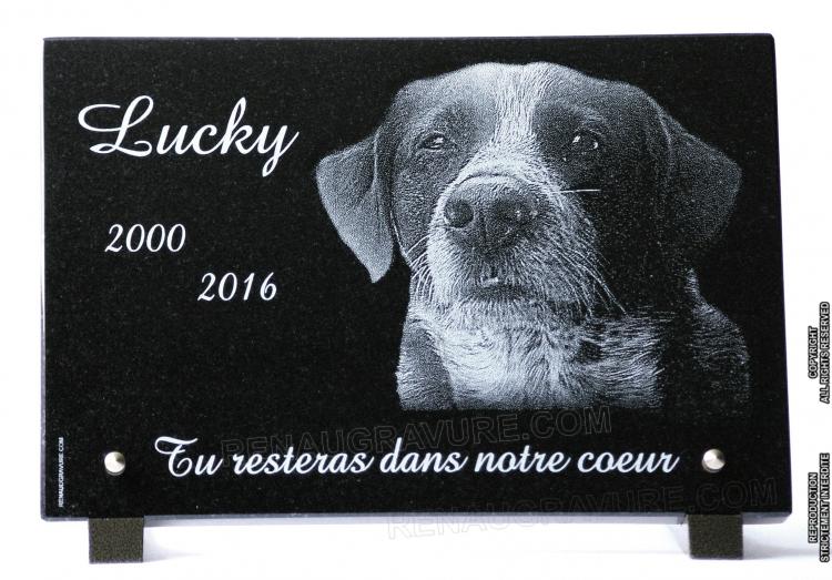 Plaque funéraire chien épagneul breton